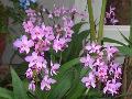 Philippine Ground Orchid / Spathogattis plicata